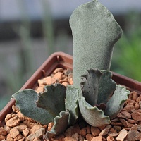 Адромисхус сфенофилус Oukop CG531.2 (Adromischus sphenophyllus Oukop CG531.2), 3-5 см