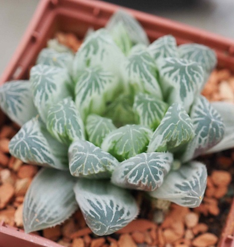 Хавортия купера Брайан Макин (Haworthia cooperi cv. Bryan Makin), 4-6 см