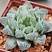 Хавортия купера Брайан Макин (Haworthia cooperi cv. Bryan Makin), 4-6 см