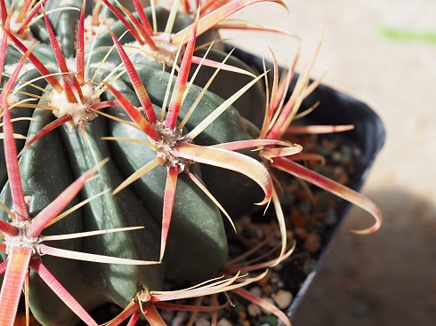 Ferocactus latispinus, 14-16 см