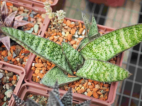 Гастерия Камина (Gasteria Kamina), 10-12 см