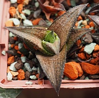 Хавортия тесселата Рекурва (Haworthia tesselata cv. Recurva), 3-4 см