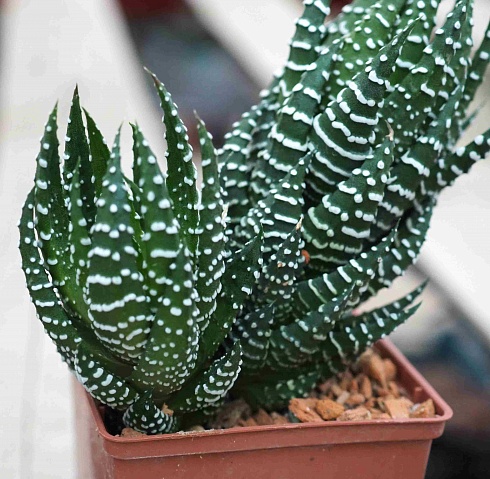 Хавортия Рейнвардта Зебрина (Haworthia reinwardtii cv. Zebrina), 4-6 см