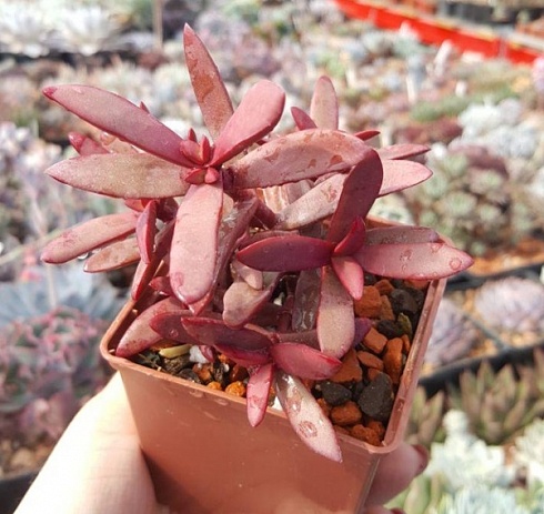 Крассула субакаулис (Crassula subacaulis subsp. erosula), 4-6 см, черенок н/у