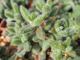 Делосперма эсхинатум (Delosperma echinatum), 5-6 см черенок н/у