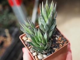 Хавортия глаука (Haworthia glauca), 5-6 см одиночная