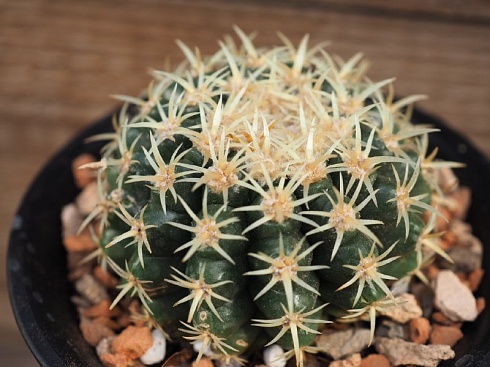 Echinocactus brevispina, 9-9.5 см