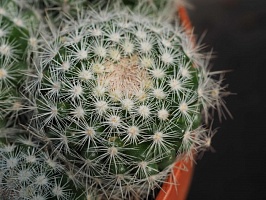 Mammillaria candida sb 280, 2-3 см сеянец