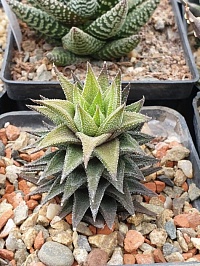 Хавортия касита (Haworthia cassytha), 2-3 см