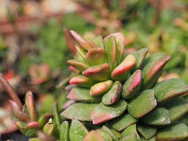 Анакампсерос рыжеватый Санрайз (Anacampseros rufescens cv. Sunrise), 2-3 см