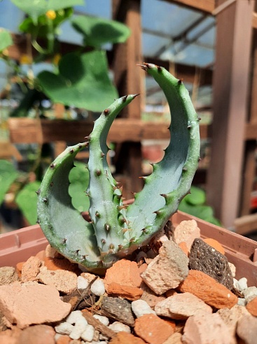 Aloe aculeata, 5-7 см