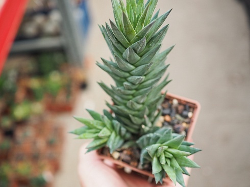 Хавортия глаука (Haworthia glauca), 10-12 см куст