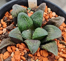 Haworthia springbokvlakensis X Haworthia Kegani, 3-4 см