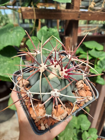 Ferocactus emoryi 10-12 cм 