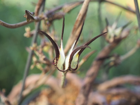 Церопегия стапелиевидная (Ceropegia stapeliiformis), черенок н/у 30см