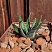 Haworthia Hard Leaf 'Opalina', 3,5-4 см