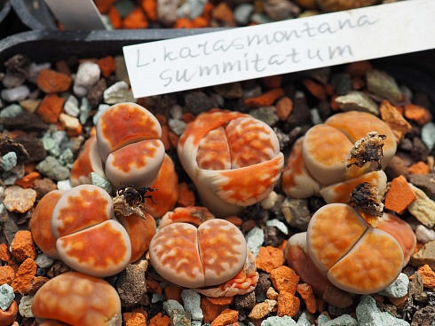 Литопс карасмонтана Суммитатум (Lithops karasmontana Summitatum), 1-1,5 см одно растение