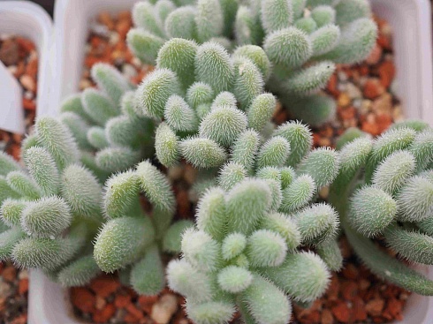 Седум хинтони (Sedum hintoni), 3-4 см черенок н/у