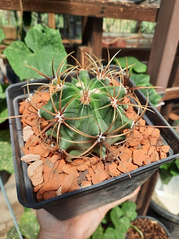 Ferocactus histrix, 13-14 cм 