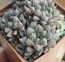 Хавортия обтуса Мирор Бол (Haworthia obtusa Mirror Ball), 8-9 см куст