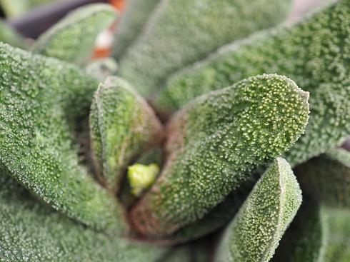 Гастерия батесиана Барбертон (Gasteria batesiana Barberton), 8-10 см