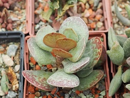 Адромисхус хемисферикус Рэд Эйдж (Adromischus hemisphaericus Red Edge) , 5-6 см