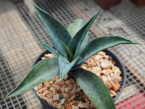 Агава манфрэда Блудспот (Agave x Manfreda cv. Bloodspot), 9-10 см