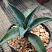 Агава манфрэда Блудспот (Agave x Manfreda cv. Bloodspot), 9-10 см