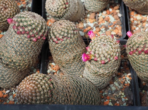 Mammillaria matudae, 20-22 см куст