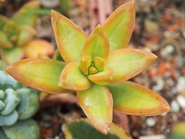 Седум нуссбаумерианум (Sedum nussbaumerianum), 4-5 см