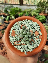 Фенестрария Аурантика (Fenestraria Aurantiaca), 2,5-3,5 см