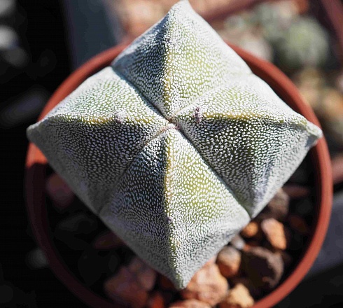 Astrophytum myriostigma quadricostatum, 5,5-6 см