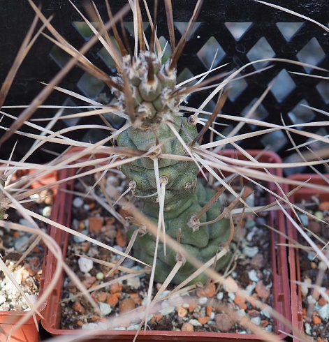 Tephrocactus articulatus var. Syringacanthus, 8-10 см