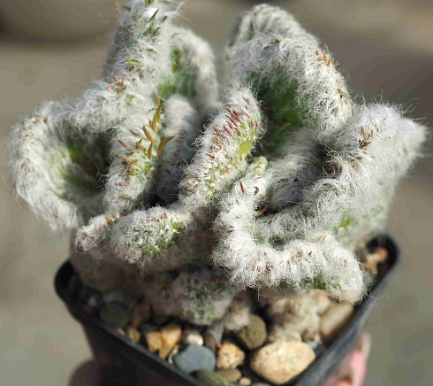 Austrocylindropuntia vestita f. cristata, 6-8 см куст