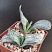 Gasteria obliqua f. variegata, 8-10 см