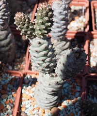 Tephrocactus articulatus subinermis, 5-6 см черенок н/у