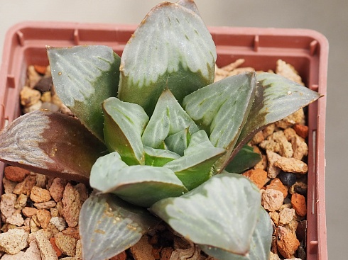 Хавортия гибрид AS-H-26 (Haworthia hybrid AS-H-26), 4-6 см