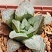 Хавортия гибрид AS-H-26 (Haworthia hybrid AS-H-26), 4-6 см