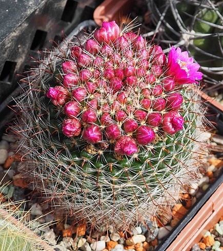 Mammillaria zeilmanniana, 4-5 см