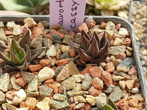 Хавортия касита (Haworthia cassytha), 2-3 см