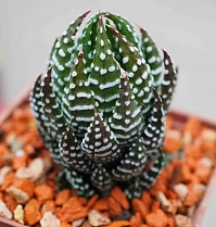 Хавортия Рейнвардта Зебрина (Haworthia reinwardtii cv. Zebrina), 4-6 см