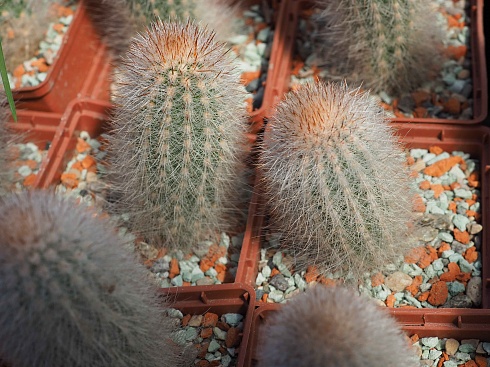 Сleistocactus strausii, 4-6 см