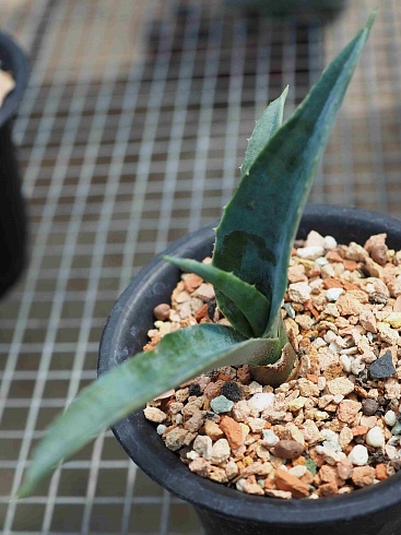 Агава манфрэда Блудспот (Agave x Manfreda cv. Bloodspot), 9-10 см