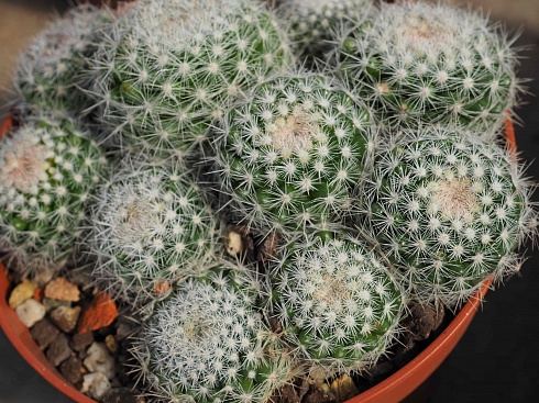 Mammillaria candida sb 280, 2-3 см сеянец