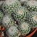 Mammillaria candida sb 280, 2-3 см сеянец