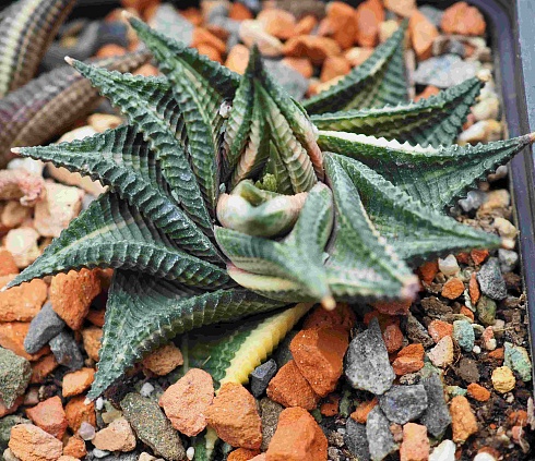 Хавортия лимифолия вариегата (Haworthia limifolia variegata), 6-8 см