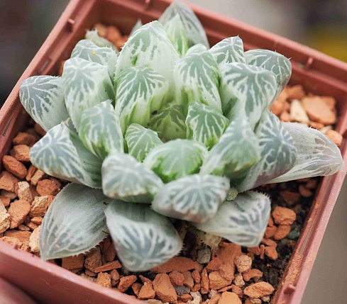 Хавортия купера Брайан Макин (Haworthia cooperi cv. Bryan Makin), 4-6 см