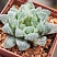 Хавортия купера Брайан Макин (Haworthia cooperi cv. Bryan Makin), 4-6 см