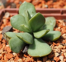 Адромисхус китчинги (Adromischus kitchingii), 3-5 см