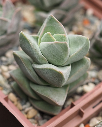 Крассула Мунглоу (Crassula Moonglow), 3-4 см черенок н/у